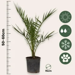 Canarische Dadelpalm - Phoenix canariensis - Hoogte 50-60cm - ⌀15cm