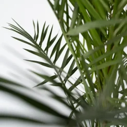 Canarische Dadelpalm - Phoenix canariensis - Hoogte 50-60cm - ⌀15cm