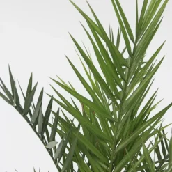 Canarische Dadelpalm - Phoenix canariensis - Hoogte 50-60cm - ⌀15cm