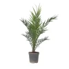 Canarische Dadelpalm - Phoenix canariensis - Hoogte 80-100cm - ⌀19cm