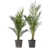 Canarische Dadelpalm - Set van 2 - Phoenix canariensis - Hoogte 80-100cm - ⌀19cm