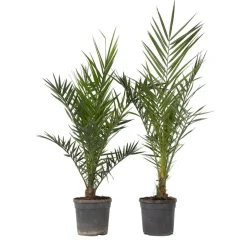 Canarische Dadelpalm - Set van 2 - Phoenix canariensis - Hoogte 80-100cm - ⌀19cm