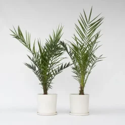 Canarische Dadelpalm - Set van 2 - Phoenix canariensis - Hoogte 80-100cm - ⌀19cm
