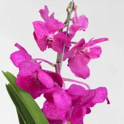 Cerice Orchidee - Vanda 'Tayanee Cerise' - Hoogte 55-65cm