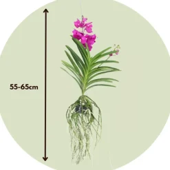 Cerice Orchidee - Vanda 'Tayanee Cerise' - Hoogte 55-65cm