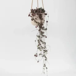 Chinees lantaarnplantje - Ceropegia linearis Woodii - Hoogte 20-30cm - ⌀14cm