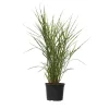 Chinees prachtriet - Miscanthus sinensis 'Zebrinus' - Hoogte 20-30cm - ⌀23cm