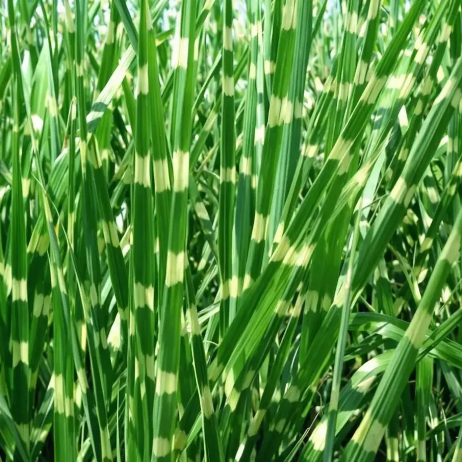 Chinees prachtriet - Miscanthus sinensis 'Zebrinus' - Hoogte 20-30cm - ⌀23cm