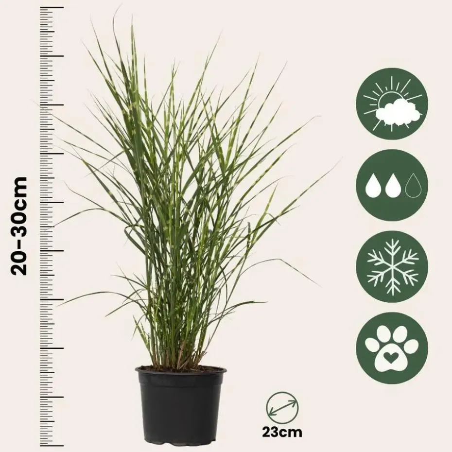 Chinees prachtriet - Miscanthus sinensis 'Zebrinus' - Hoogte 20-30cm - ⌀23cm