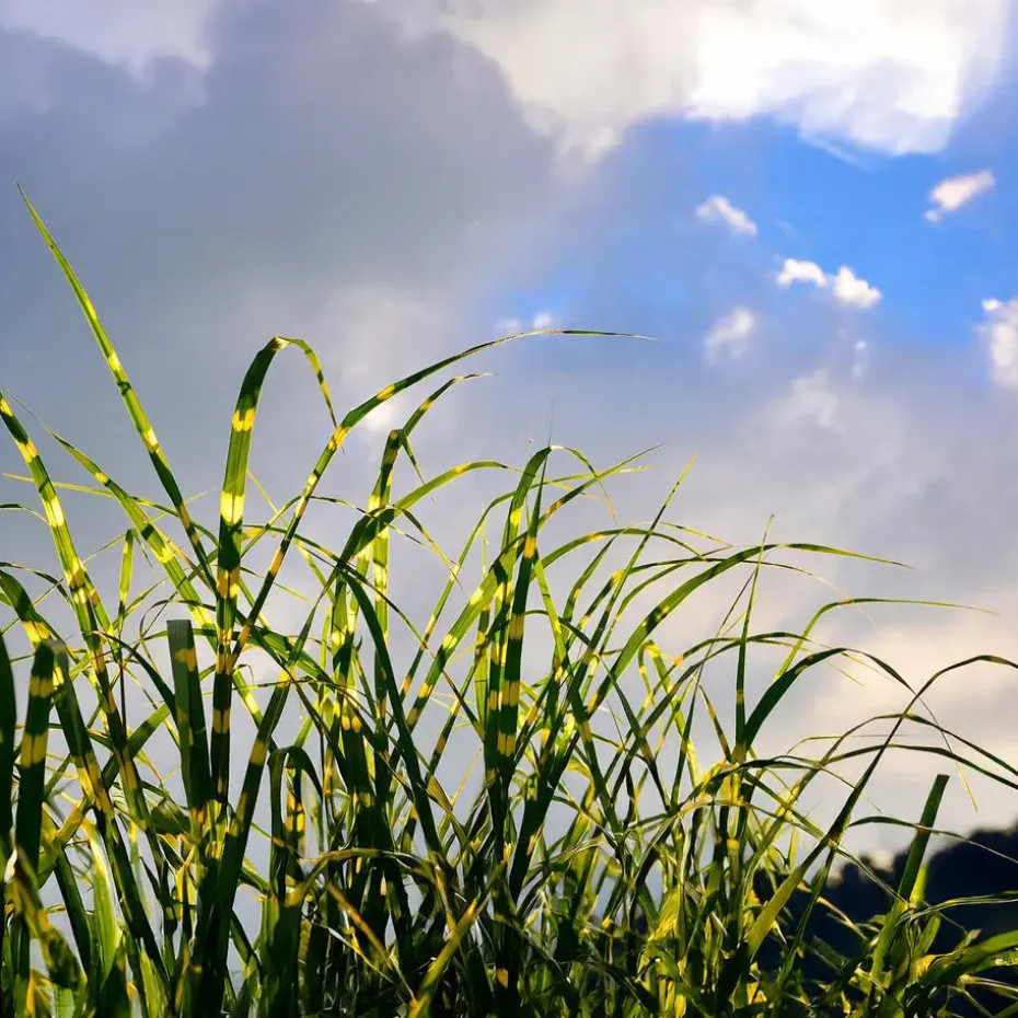 Chinees prachtriet - Miscanthus sinensis 'Zebrinus' - Hoogte 20-30cm - ⌀23cm