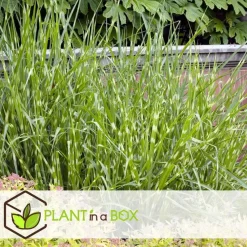 Chinees prachtriet - Miscanthus sinensis 'Zebrinus' - Hoogte 20-30cm - ⌀23cm