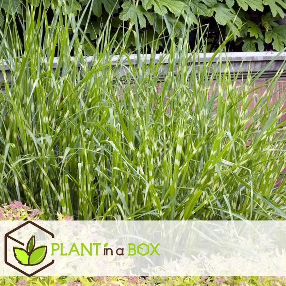 Chinees prachtriet - Miscanthus sinensis 'Zebrinus' - Hoogte 20-30cm - ⌀23cm