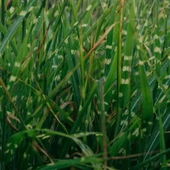 Chinees prachtriet - Miscanthus sinensis 'Zebrinus' - Hoogte 20-30cm - ⌀23cm