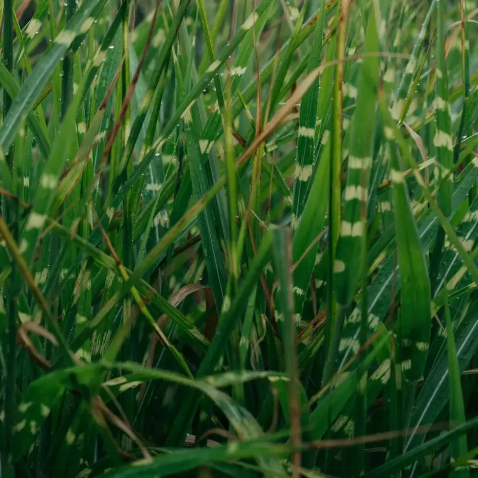 Chinees prachtriet - Miscanthus sinensis 'Zebrinus' - Hoogte 20-30cm - ⌀23cm