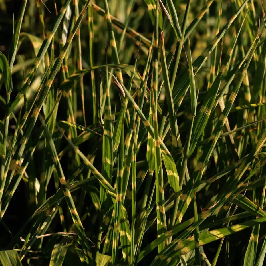 Chinees prachtriet - Miscanthus sinensis 'Zebrinus' - Hoogte 20-30cm - ⌀23cm