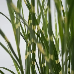 Chinees prachtriet - Set van 2 - Miscanthus 'Zebrinus' - Hoogte 20-30cm - ⌀23cm