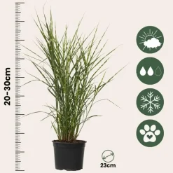 Chinees prachtriet - Set van 2 - Miscanthus 'Zebrinus' - Hoogte 20-30cm - ⌀23cm