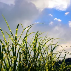 Chinees prachtriet - Set van 2 - Miscanthus 'Zebrinus' - Hoogte 20-30cm - ⌀23cm