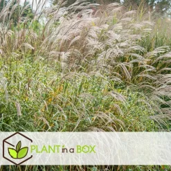 Chinees prachtriet - Set van 2 - Miscanthus 'Zebrinus' - Hoogte 20-30cm - ⌀23cm