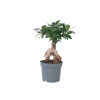 Chinese vijg - Ficus microcarpa - Hoogte 30-40cm - ⌀12cm