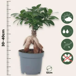 Chinese vijg - Ficus microcarpa - Hoogte 30-40cm - ⌀12cm