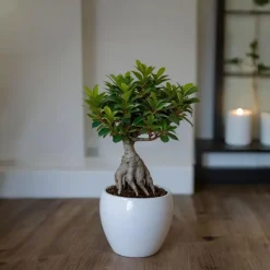 Chinese vijg - Ficus microcarpa - Hoogte 30-40cm - ⌀12cm