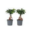 Chinese vijg - Set van 4 - Ficus microcarpa - Hoogte 30-40cm - ⌀12cm