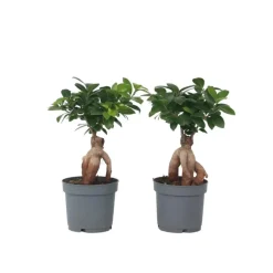 Chinese vijg - Set van 4 - Ficus microcarpa - Hoogte 30-40cm - ⌀12cm