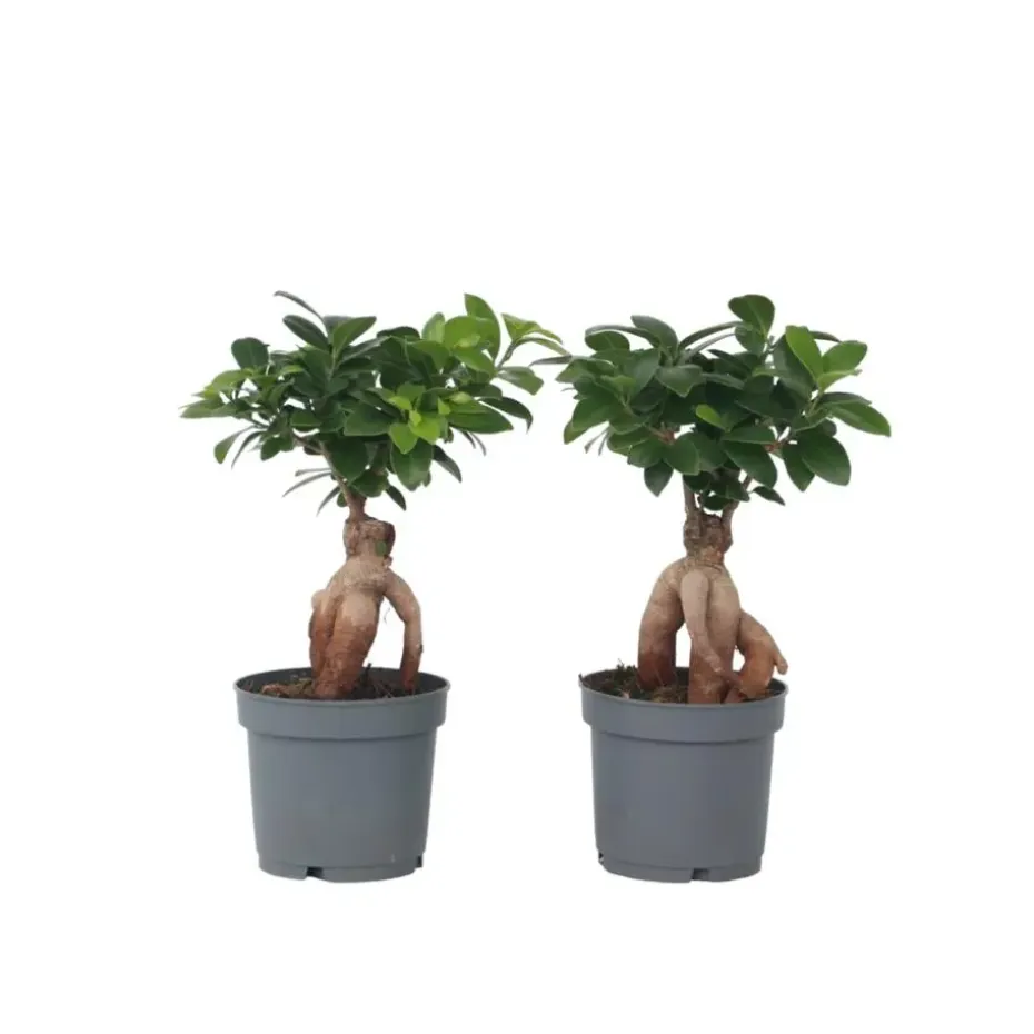 Chinese vijg - Set van 4 - Ficus microcarpa - Hoogte 30-40cm - ⌀12cm