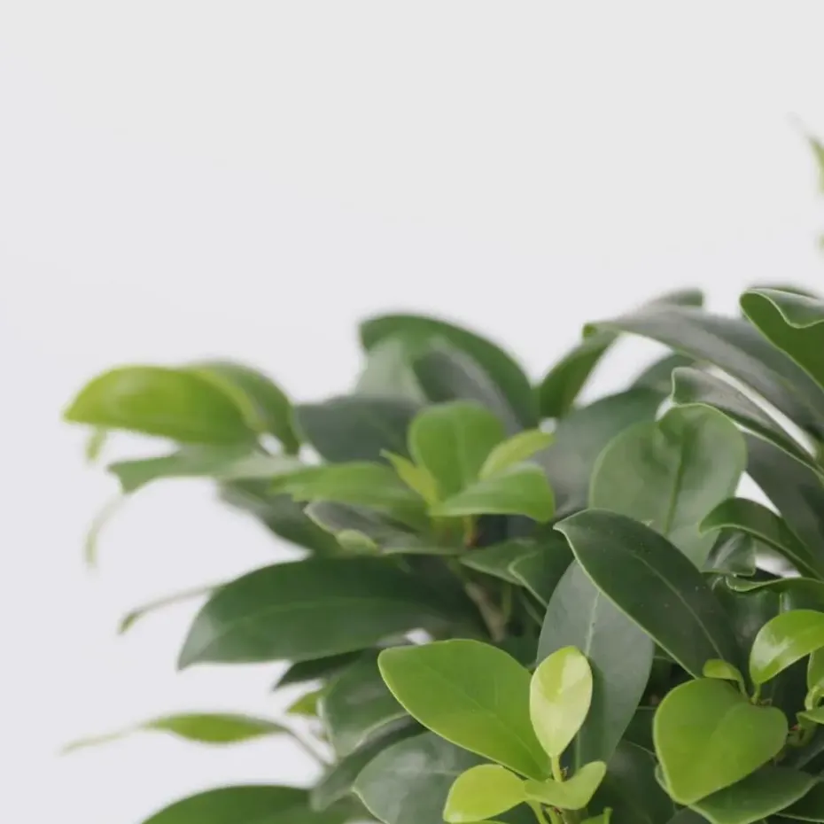 Chinese vijg - Set van 4 - Ficus microcarpa - Hoogte 30-40cm - ⌀12cm