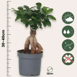Chinese vijg - Set van 4 - Ficus microcarpa - Hoogte 30-40cm - ⌀12cm