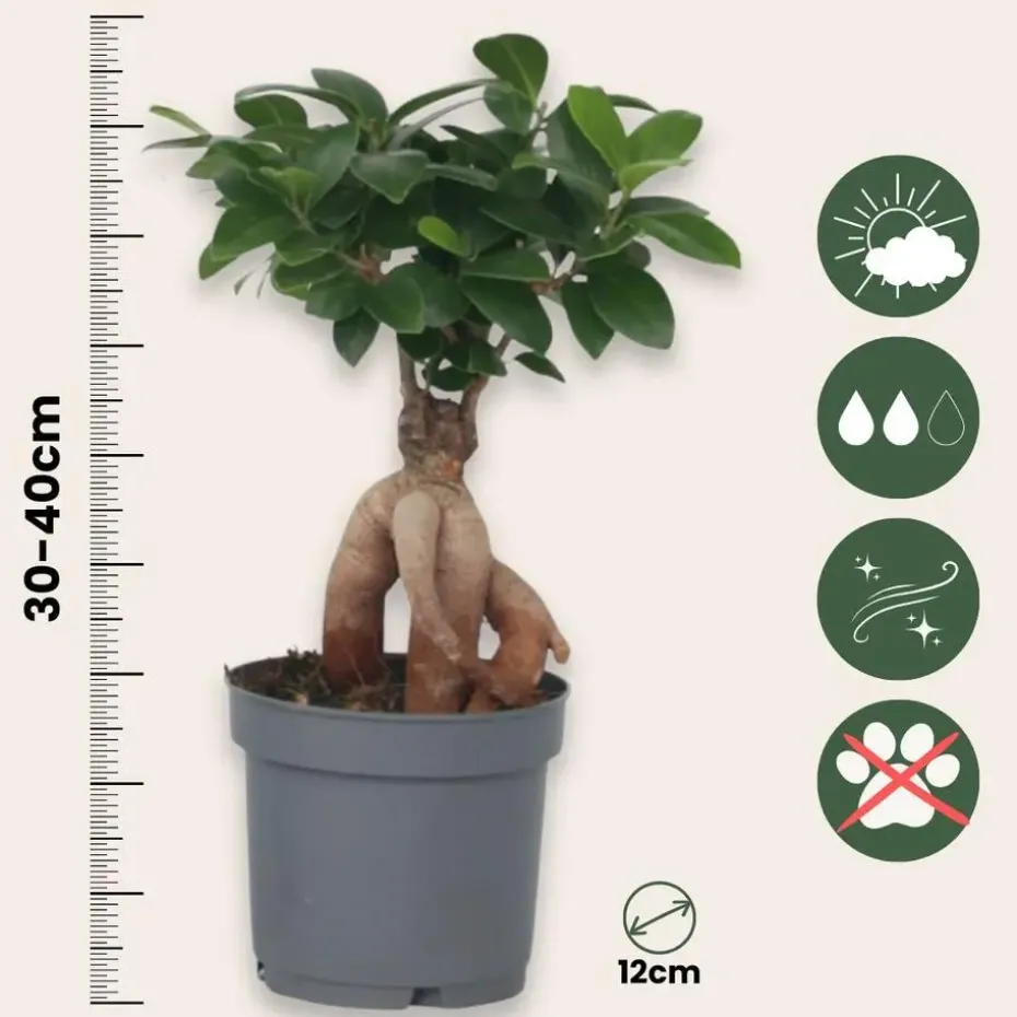 Chinese vijg - Set van 4 - Ficus microcarpa - Hoogte 30-40cm - ⌀12cm