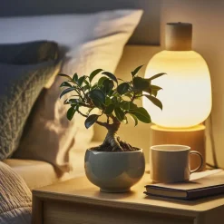 Chinese vijg - Set van 4 - Ficus microcarpa - Hoogte 30-40cm - ⌀12cm