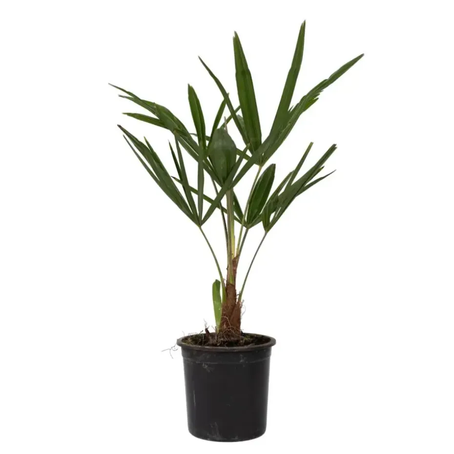 Chinese Waaierpalm - Set van 4 - Trachycarpus Fortunei - Hoogte 35-45cm - ⌀15cm