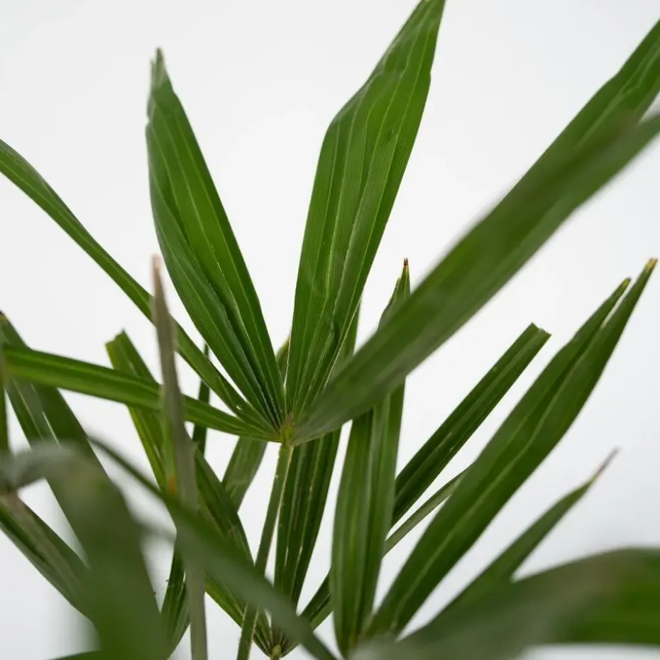 Chinese Waaierpalm - Set van 4 - Trachycarpus Fortunei - Hoogte 35-45cm - ⌀15cm