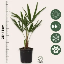 Chinese Waaierpalm - Set van 4 - Trachycarpus Fortunei - Hoogte 35-45cm - ⌀15cm