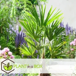 Chinese Waaierpalm - Set van 4 - Trachycarpus Fortunei - Hoogte 35-45cm - ⌀15cm