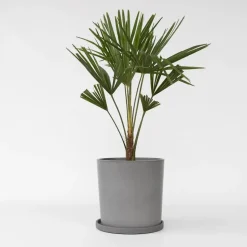 Chinese Waaierpalm - Trachycarpus Fortunei - Hoogte 65-75cm - ⌀21cm