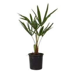 Chinese Waaierpalm - Trachycarpus Fortunei - Hoogte 35-45cm - ⌀15cm