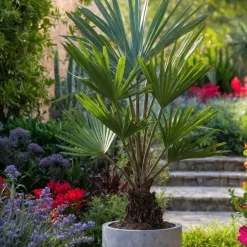 Chinese Waaierpalm - Trachycarpus Fortunei - Hoogte 35-45cm - ⌀15cm