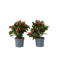 Christusdoorn - Set van 2 - Euphorbia 'Milii' - Hoogte 25-35cm - ⌀13cm