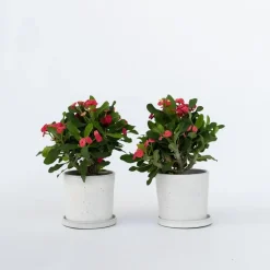 Christusdoorn - Set van 2 - Euphorbia 'Milii' - Hoogte 25-35cm - ⌀13cm