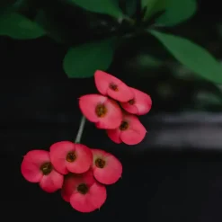 Christusdoorn - Set van 2 - Euphorbia 'Milii' - Hoogte 25-35cm - ⌀13cm