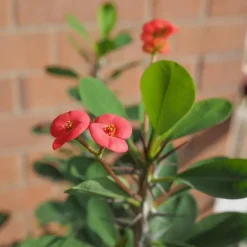 Christusdoorn - Set van 2 - Euphorbia 'Milii' - Hoogte 25-35cm - ⌀13cm