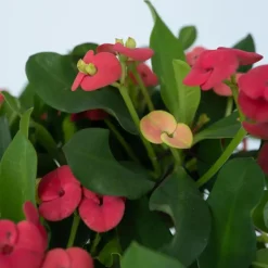 Christusdoorn - Set van 2 - Euphorbia 'Milii' - Hoogte 25-35cm - ⌀13cm