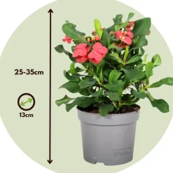 Christusdoorn - Set van 2 - Euphorbia 'Milii' - Hoogte 25-35cm - ⌀13cm