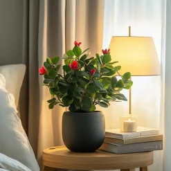 Christusdoorn - Set van 2 - Euphorbia 'Milii' - Hoogte 25-35cm - ⌀13cm