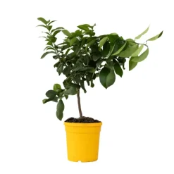Citroenboom - Citrus limon - Hoogte 60-70cm - ⌀19cm