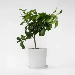 Citroenboom - Citrus limon - Hoogte 60-70cm - ⌀19cm