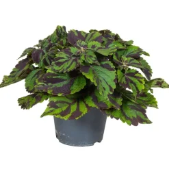 Coleus 'Tiger' - Siernetel - Hoogte 25-35cm - ø17cm